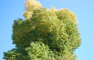 最乗寺 浄明会館 銀杏の樹