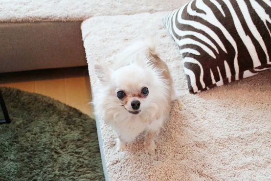 ソファーで飼い主を見上げる愛犬の様子