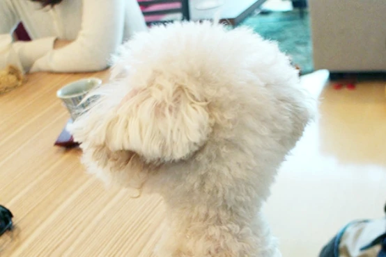 テーブルを背景にした愛犬の横顔
