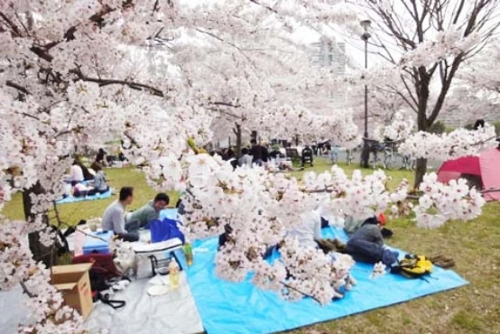 満開の桜とブルーシートを広げて座る花見客