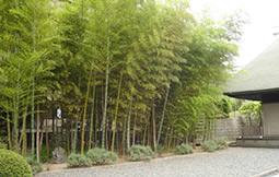 大教寺の庭写真